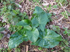 Arum maculatum